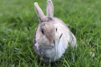 Domestic rabbit (Oryctolagus cuniculus domestica), garden, grass, In summer, the green blades of