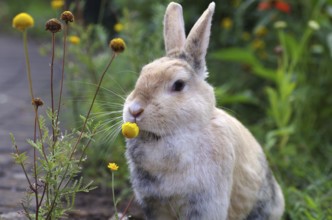 Domestic rabbit (Oryctolagus cuniculus domestica), flowers, eating, garden, close-up of rabbit,