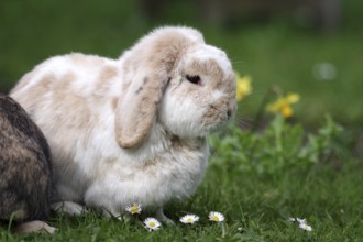 Domestic rabbit (Oryctolagus cuniculus domestica), ram rabbit, garden, daisies, spring, Easter,