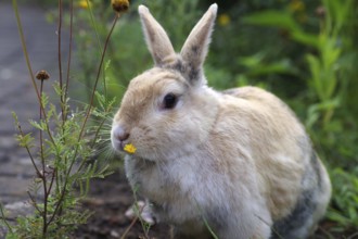 Domestic rabbit (Oryctolagus cuniculus domestica), garden, flowers, Easter bunny, close-up of