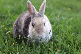 Domestic rabbit (Oryctolagus cuniculus domestica), grass, garden, Easter bunny, The rabbit savours