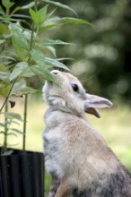 Domestic rabbit (Oryctolagus cuniculus domestica), eating leaves, placed on its hind legs, the