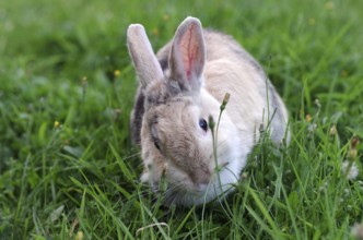 Domestic rabbit (Oryctolagus cuniculus domestica), grass, eat, cute, Easter, Fresh green for the