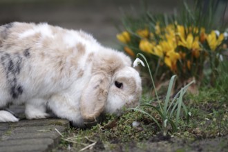 Domestic rabbit (Oryctolagus cuniculus domestica), ram rabbit, spring, Easter, Easter bunny,