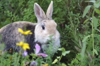 Domestic rabbit (Oryctolagus cuniculus domestica), Flowers, Garden, Easter bunny, Easter, In the