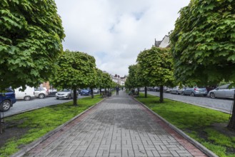 Maple avenue (Acer), promenade between the motorways, Lviv, Ukraine
