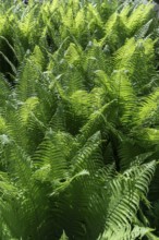 Worm fern (Dryopteris filix-mas), backlit, Ukraine