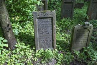 Tombstones at the Jewish cemetery in Lezajsk, Poland