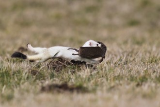 Ermine (Mustela erminea), adult in white winter coat runs and jumps through grassland with a