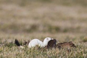 Ermine (Mustela erminea), adult in white winter coat running through grassland with a captured
