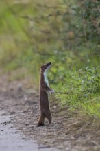 Ermine (Mustela erminea) adult in summer coat standing upright on hind legs at the edge of a path