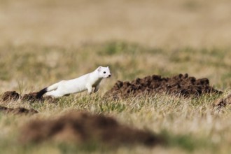 Ermine (Mustela erminea), adult in white winter coat running and jumping in the fields while
