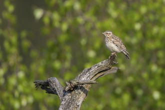 Woodlark (Lullula arborea), close-up, adult bird sitting on a dead branch, which serves as a