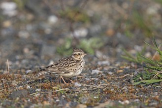 Woodlark (Lullula arborea), close-up, adult bird with erect feather cap on the head stands in the