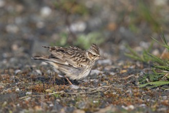 Woodlark (Lullula arborea), close-up, adult bird with raised feather cap on the head stands in the