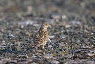 Woodlark (Lullula arborea), close-up, adult bird standing on gravel surface in the sun, Hesse,