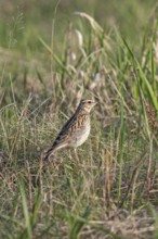 Woodlark (Lullula arborea), adult bird standing in green grass in spring in the sun, Hesse, Germany