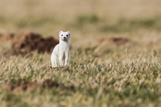 Ermine (Mustela erminea), adult in white winter coat in a field in grassland between molehills,