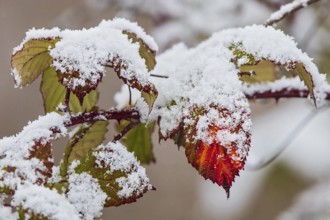 Snow-covered leaves of the dog rose (Rosa canina) in bright colours in winter, Baden-Württemberg,