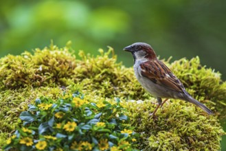 House sparrow (Passer domesticus), male sitting in moss between garden flowers, Baden-Württemberg,