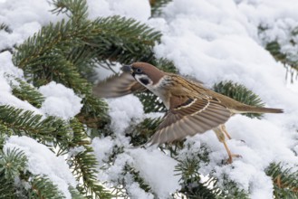 Tree sparrow (Passer montanus), close-up, male with spread wings flying out of snow-covered