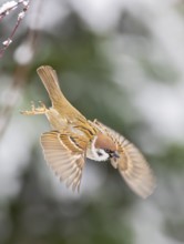 Tree sparrow (Passer montanus), close-up, adult bird with spread wings flying out of a hedge,