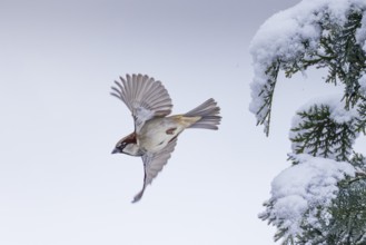 House sparrow (Passer domesticus), male with outstretched wings flying from a snow-covered Tuja