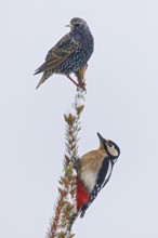 Starling (Sturnus vulgaris) sitting together with great spotted woodpecker (Dendrocopos major) in