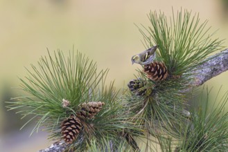 Siskin (Spinus spinus), adult bird sitting on a large pine cone between pine needles on a branch,