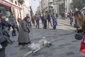 Istanbul, Turkey. December 2nd 2025. A typical Turkish street dog playing and attracting attention