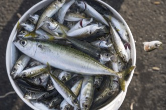 A Turkish fisherman's fresh catch of small fish caught fishing from the Galata Bridge in the