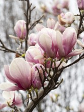 Pink magnolia flowers blooming on a tree branch in spring, a symbol of renewal and beauty