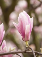 Pink magnolia flower blooming on a branch in a spring garden, with other flowers blurred in the