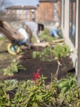 Red salvia flowers are growing in a community garden while gardeners work in the background