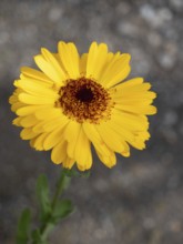 Calendula officinalis flower with bright yellow petals and brown center
