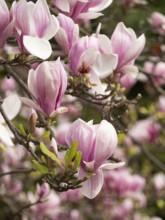 Pink magnolia flowers blooming on a tree branch in a spring garden, creating a beautiful natural