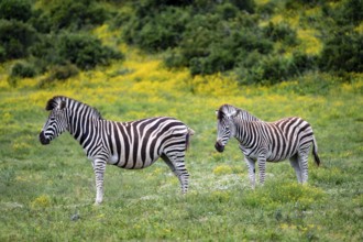 Two Burchell's zebra (Equus quagga burchelli), Addo Elephant National Park, Eastern Cape, South