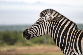 Animal portrait, Burchell's zebra (Equus quagga burchelli), Addo Elephant National Park, Eastern