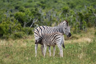 Burchell's zebra (Equus quagga burchelli) with young animal suckling, Addo Elephant National Park,