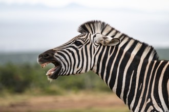 Animal portrait, Burchell's zebra (Equus quagga burchelli) neighing, Addo Elephant National Park,