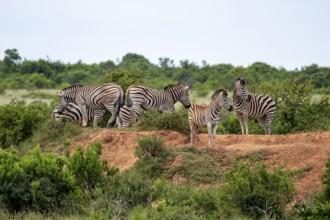 Burchell's zebra (Equus quagga burchelli), Addo Elephant National Park, Eastern Cape, South Africa