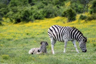Burchell's zebra (Equus quagga burchelli) with foal standing in a flower meadow, Addo Elephant