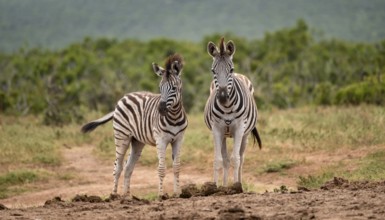 Burchell's zebra (Equus quagga burchelli) with young, Addo Elephant National Park, Eastern Cape,