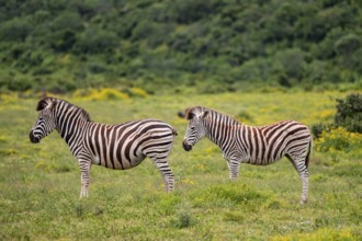 Burchell's zebra (Equus quagga burchelli) standing in a flower meadow, Addo Elephant National Park,