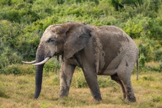 African elephant (Loxodonta africana), Addo Elephant National Park, Eastern Cape, South Africa