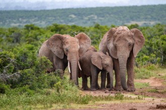 Herd of elephants with young, African elephant (Loxodonta africana), Addo Elephant National Park,