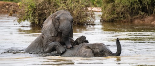 African elephant (Loxodonta africana) swimming and bathing in the water, Addo Elephant National