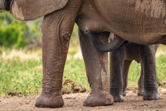 Elephant cow with young animal drinking while suckling, African elephant (Loxodonta africana), Addo