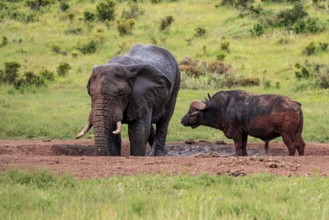 African elephant (Loxodonta africana) and buffalo at a waterhole, Addo Elephant National Park,