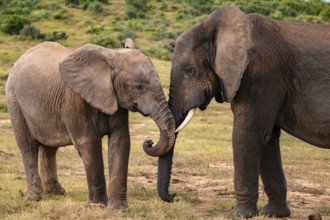 Two African elephants (Loxodonta africana), Addo Elephant National Park, Eastern Cape, South Africa